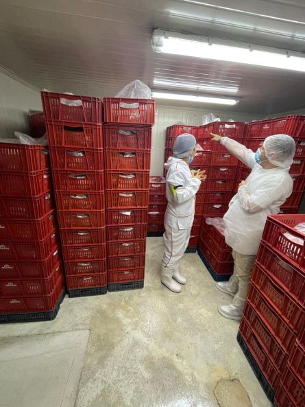 recorrido en planta de desposte de carne de res y cerdo corte directo