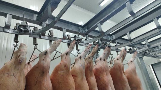 canales de cerdo en un despostadero de carne corte directo